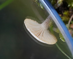 Entoloma rodwayi