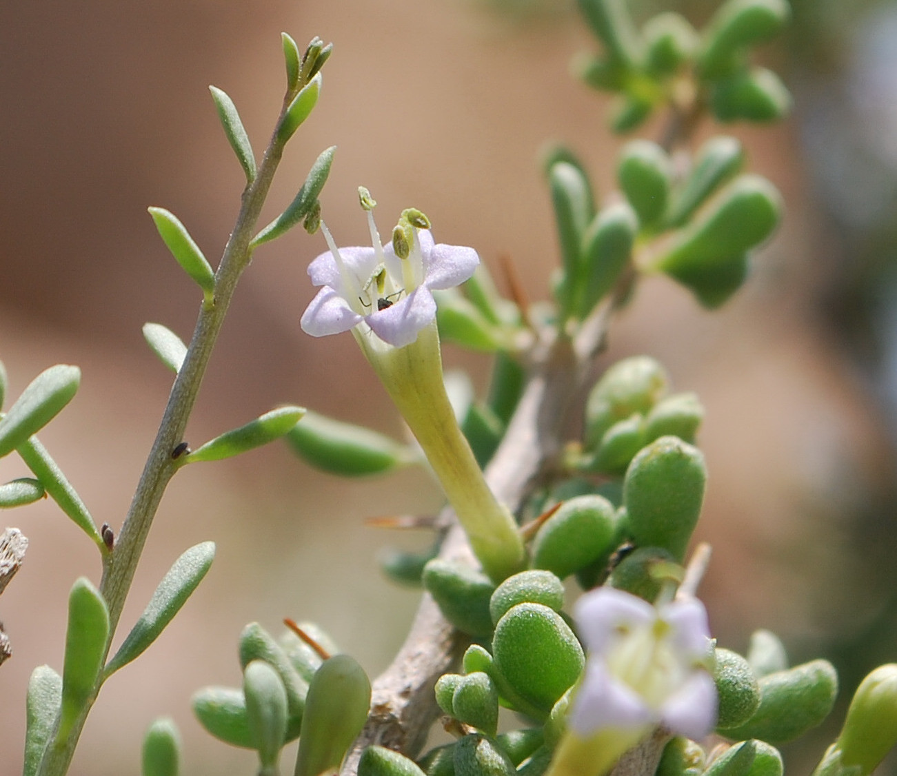 Lycium andersonii