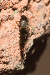 Sepedophilus testaceus