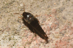 Sepedophilus testaceus