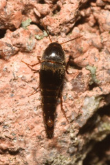 Sepedophilus testaceus
