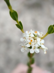 Pimelea flava dichotoma