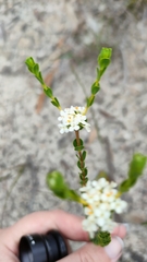 Pimelea flava dichotoma