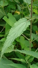 Urtica galeopsifolia