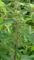 Urtica galeopsifolia