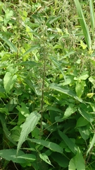 Urtica galeopsifolia