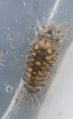 Cirolana harfordi