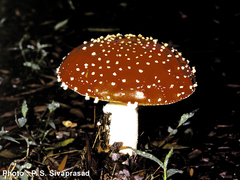 Amanita muscaria