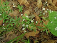 Galium dahuricum