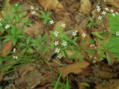 Galium dahuricum