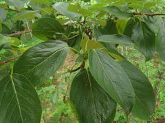 Populus maximowiczii