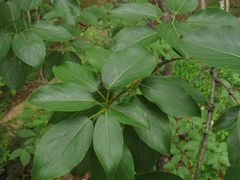 Populus maximowiczii