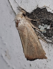 Photedes fluxa