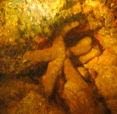 Nepanthia crassa