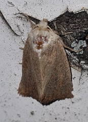 Photedes fluxa