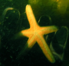 Nepanthia crassa