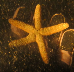 Nepanthia crassa