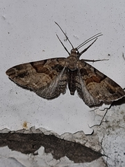 Eupithecia sinuosaria