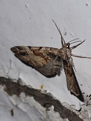 Eupithecia sinuosaria