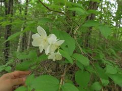 Philadelphus tenuifolius