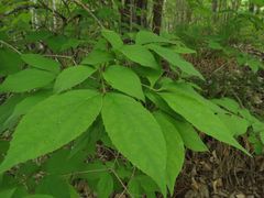 Philadelphus tenuifolius