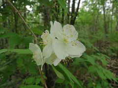 Philadelphus tenuifolius