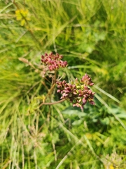 Mutellina purpurea