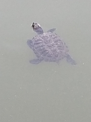 Trachemys scripta