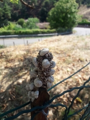 Xeropicta derbentina