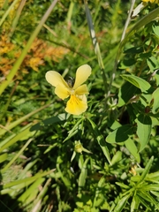 Viola lutea sudetica
