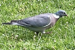 Columba palumbus