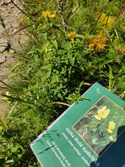 Viola lutea sudetica