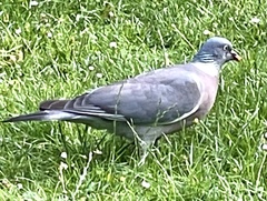 Columba palumbus