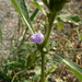 Hygrophila ringens - Photo (c) Dinesh Valke, algunos derechos reservados (CC BY-NC-ND)