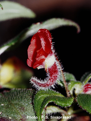 Impatiens munronii