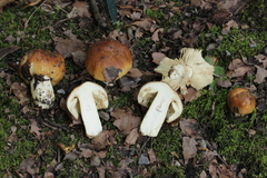 Russula subfoetens