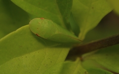 Petalocephala signata