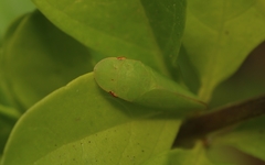 Petalocephala signata