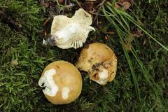 Russula subfoetens