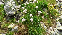 Valeriana alpestris