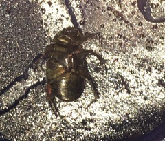 Scarabaeidae