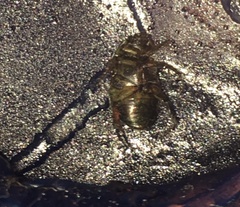 Scarabaeidae