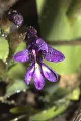 Sparaxis metelerkampiae