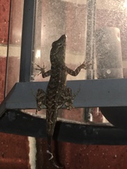 Anolis sagrei