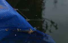 Aciagrion approximans