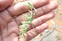 Asparagus crassicladus
