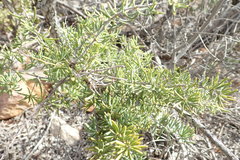 Asparagus crassicladus