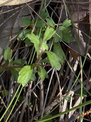 Xanthosia tridentata