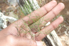 Asparagus divaricatus