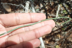 Asparagus divaricatus